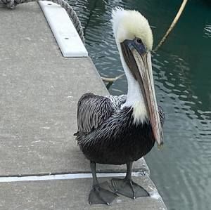 Meet your Posher, Bill